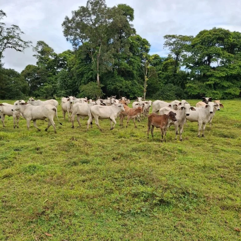 Cattle Ranch for Sale – Sarapiquí, Costa Rica
